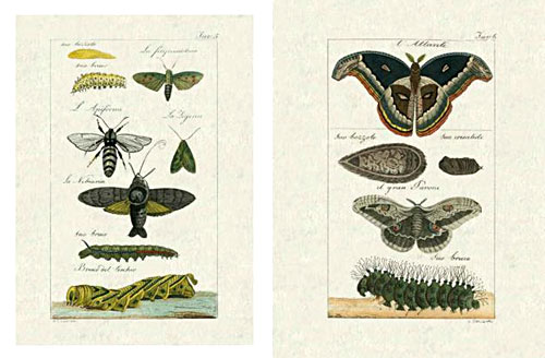 Planches de papillons - Histoire naturelle de Buffon
